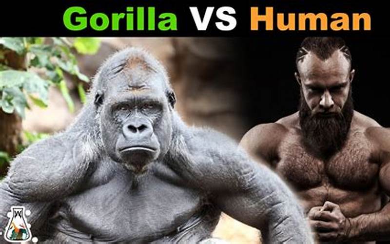 Gorilla Vs Human