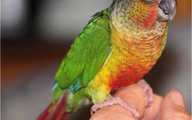 Green Cheek Conure Mutations: Understanding the Different Colors