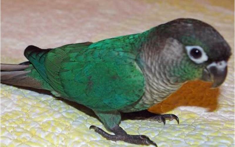 Green Cheek Conure Turquoise Diet