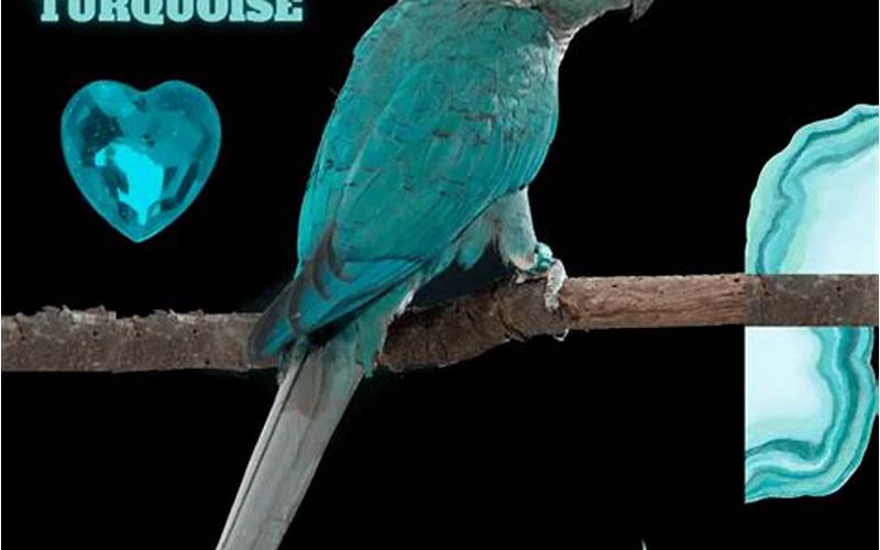 Green Cheek Conure Turquoise Health