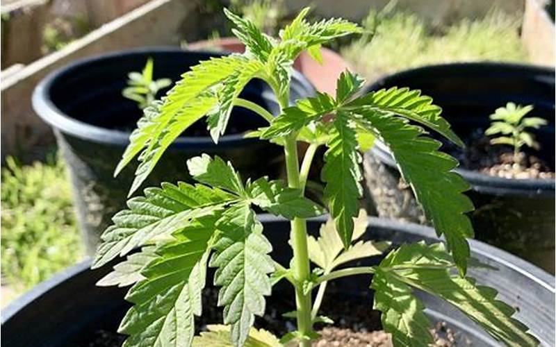 Growing Cannabis Image