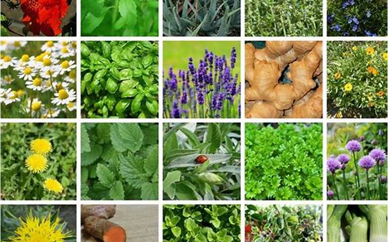 Growing Medicinal Herbs