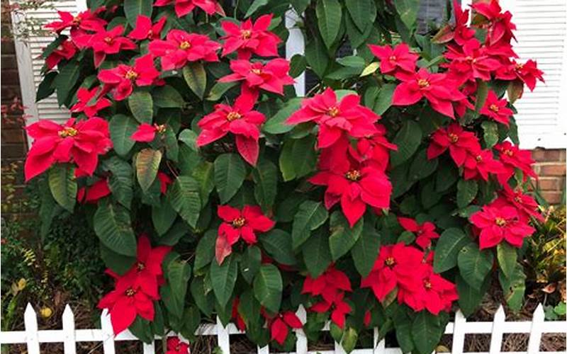 Growing Poinsettias In Florida