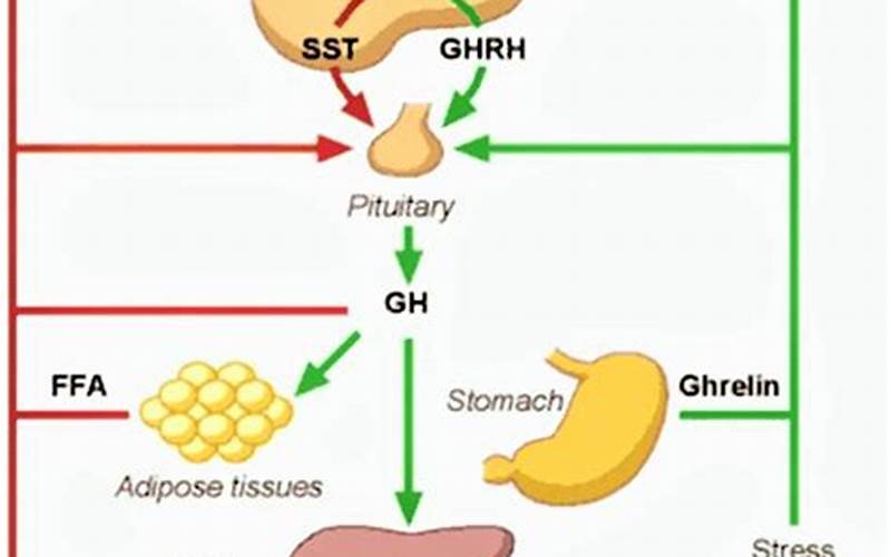 Growth Hormone-Releasing Hormone