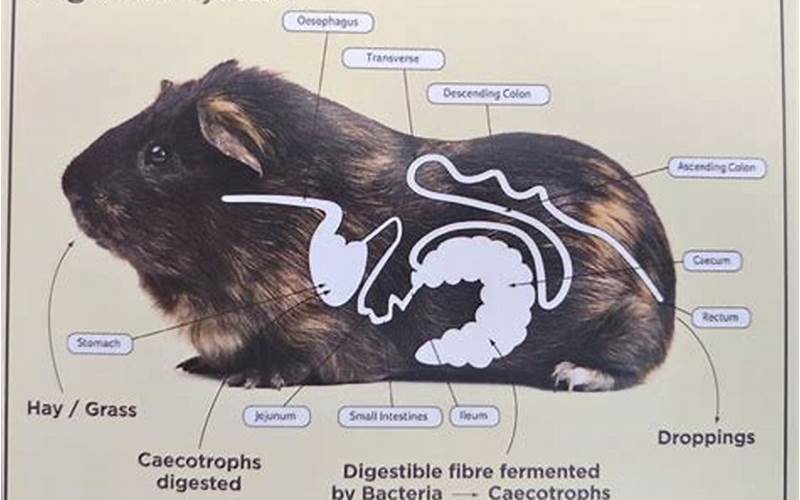 Guinea Pig Digestive System