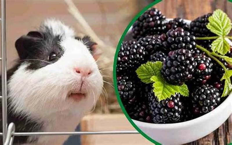 Can Guinea Pigs Have Blackberries?