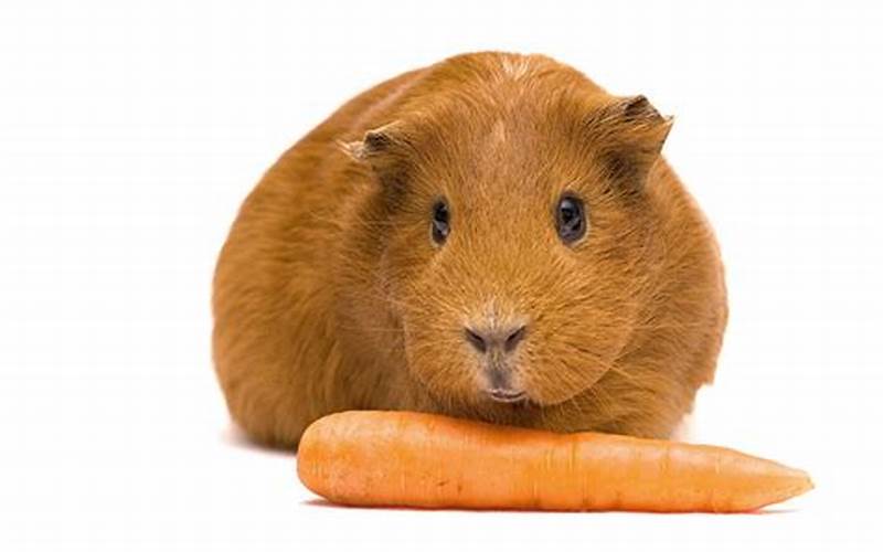 Guinea Pig Eating Carrots