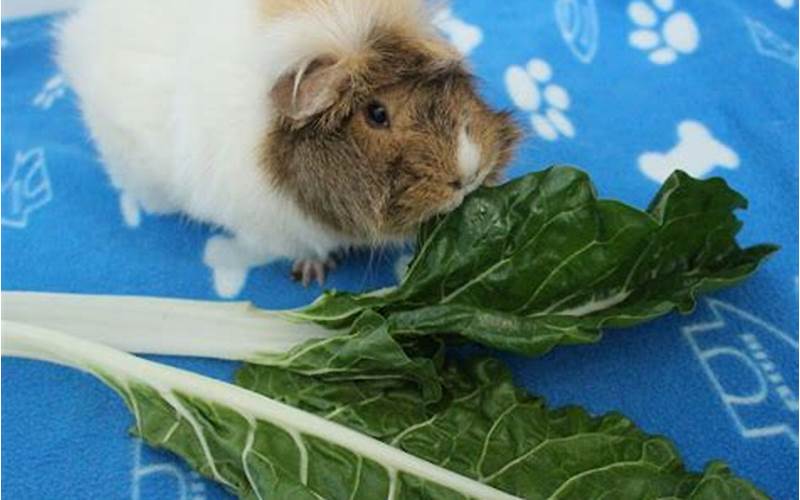 Can Guinea Pigs Eat Chard? Everything You Need to Know