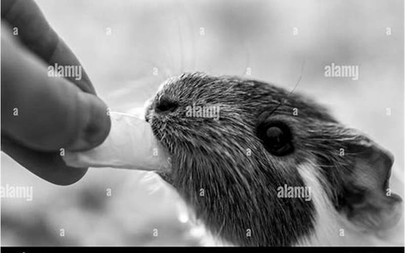 Guinea Pig Eating From Hand