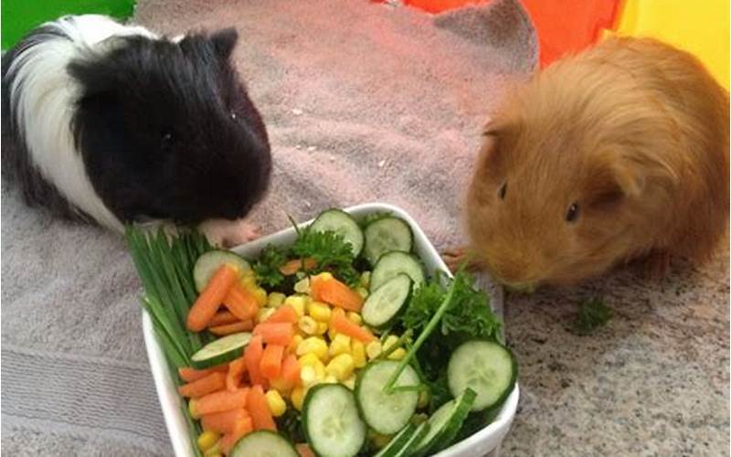 Guinea Pig Eating Green Vegetables