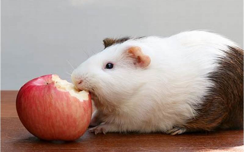 Guinea Pig Eating Too Much Fruit