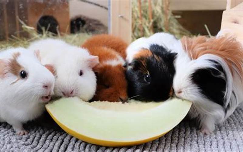 Can Guinea Pigs Have Honeydew?