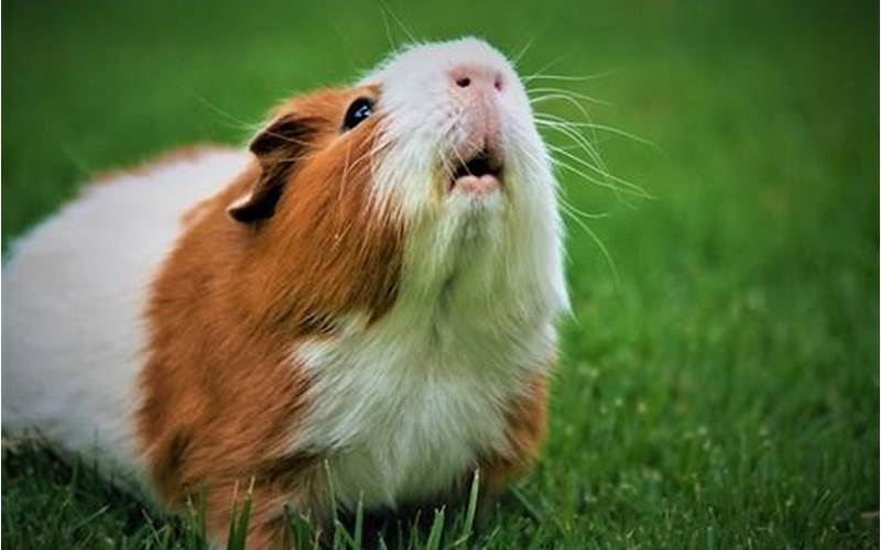 Can Guinea Pigs Eat Jalapenos?