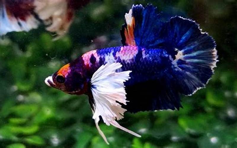 Half Moon Dumbo Betta Health