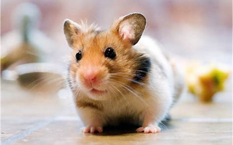 Hamster