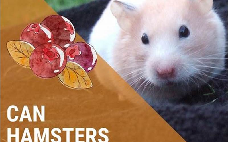 Can Hamsters Eat Cranberries: A Comprehensive Guide