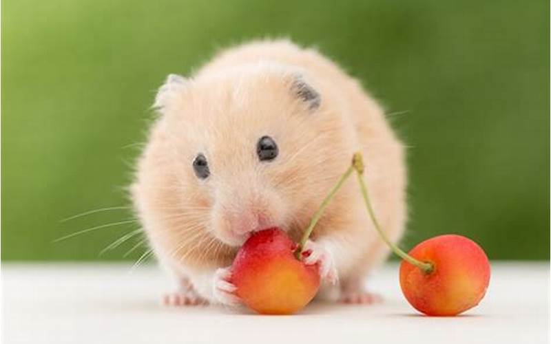 Can Hamsters Eat Cherries?
