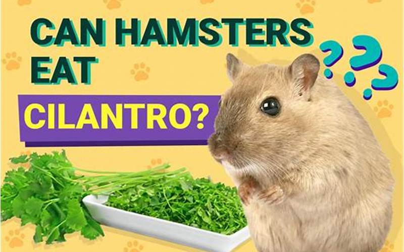 Can Hamsters Eat Cilantro?