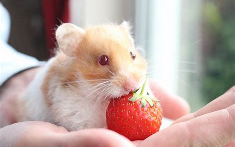 Hamster Eating Fruits