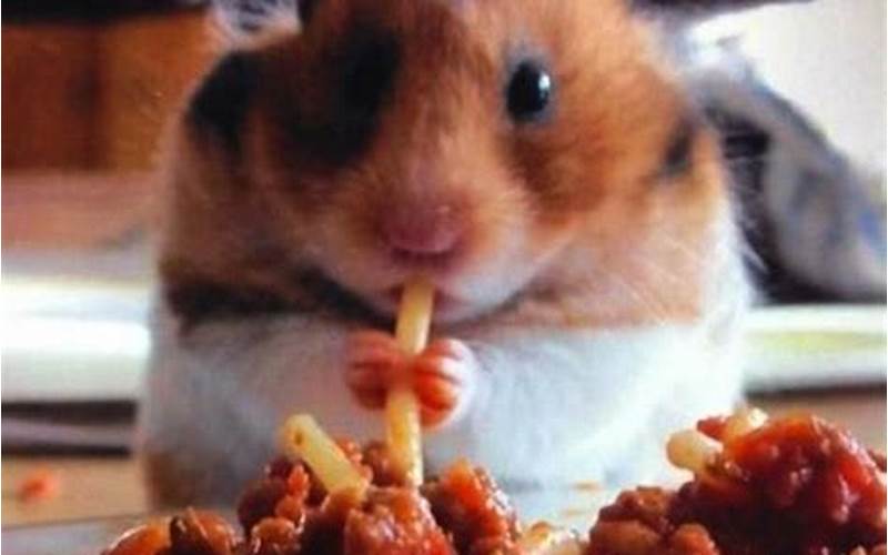 Hamster Eating Junk Food