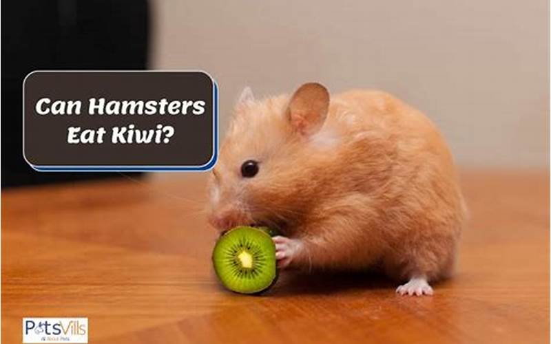 Can Hamsters Eat Kiwi?