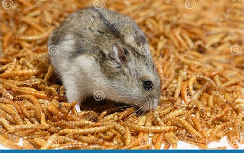 Can Hamsters Eat Mealworms?