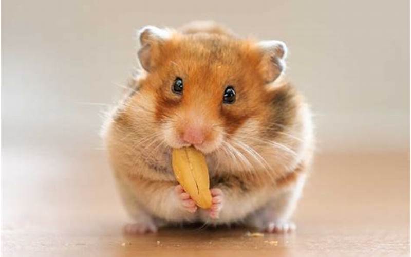 Hamster Eating Nuts