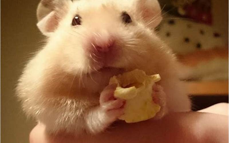 Can a Hamster Eat Popcorn?