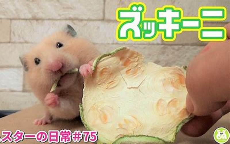 Can Hamsters Eat Zucchini?