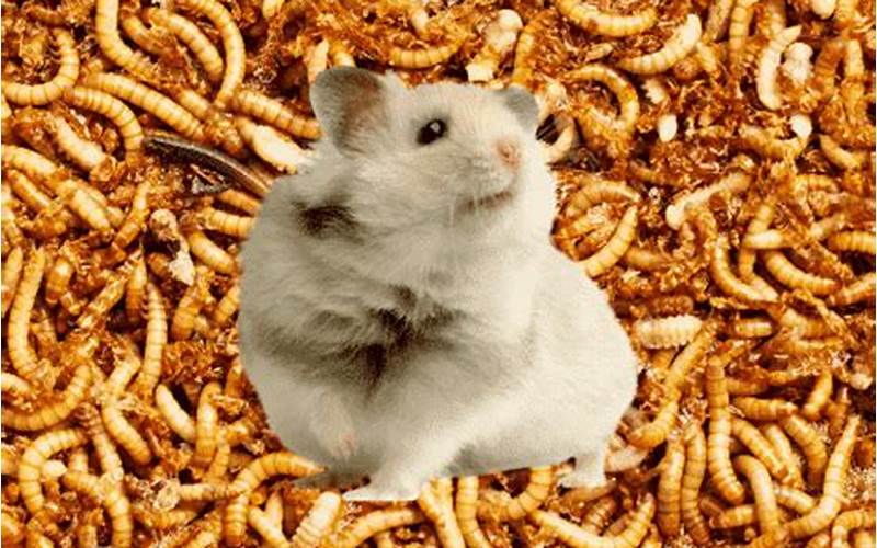 Hamster With Mealworms