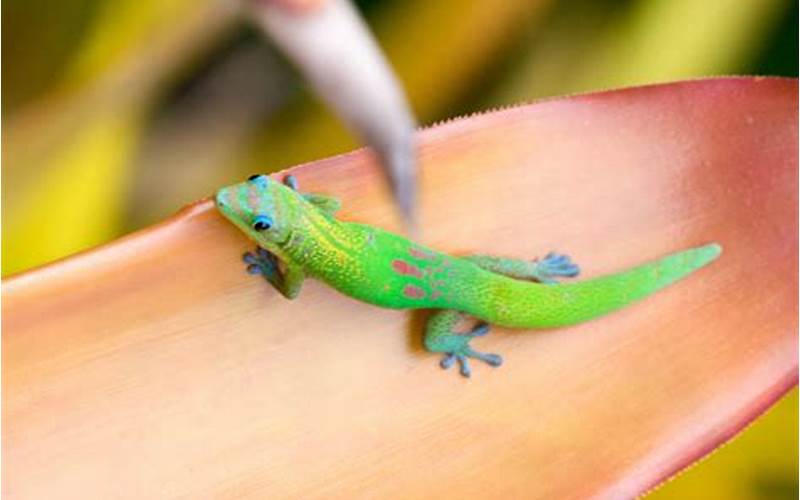 Hawaiian Geckos Appearance