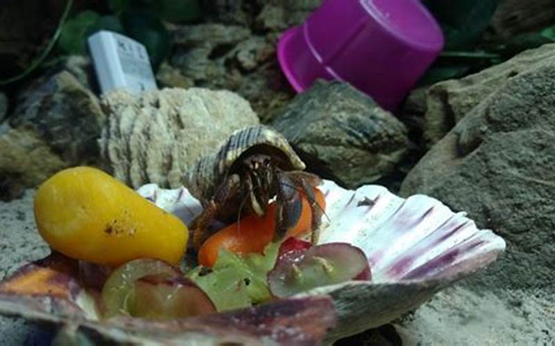 Hermit Crab Eating Fruits And Vegetables