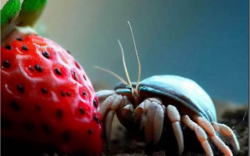 Hermit Crab Eating Strawberry