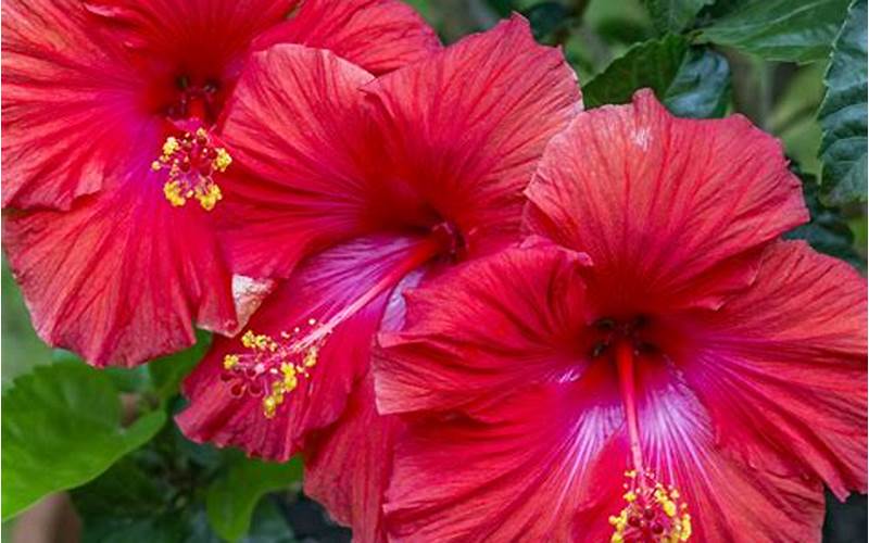 Hibiscus