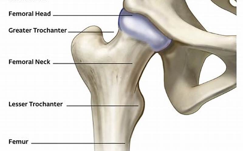 Hip Joint