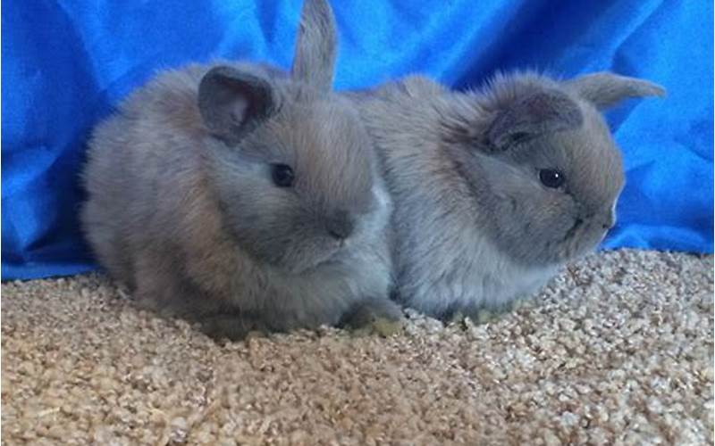 Holland Lop Blue Tort: Everything You Need to Know