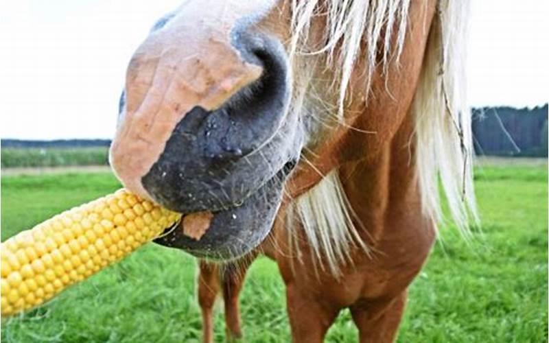 Can Horses Eat Corn Husks?