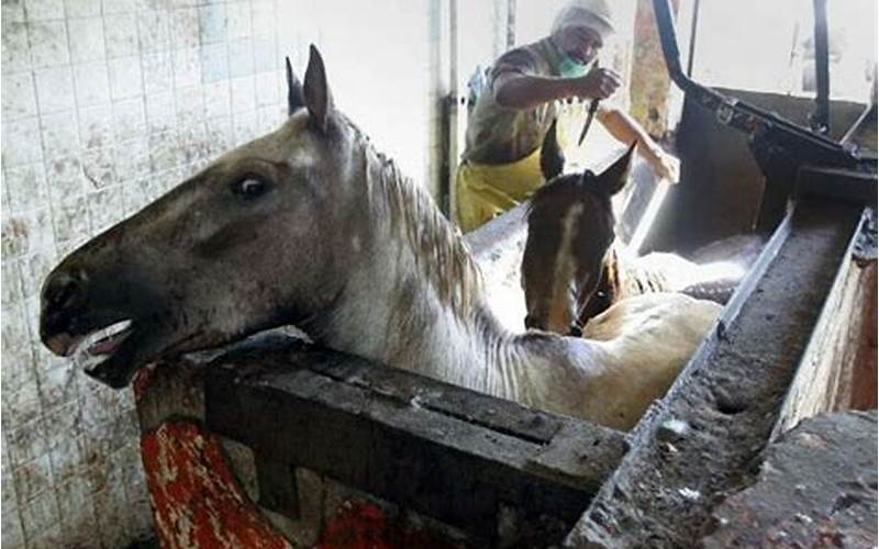 Texas Kill Pen Horses: The Sad Reality of Horse Slaughter