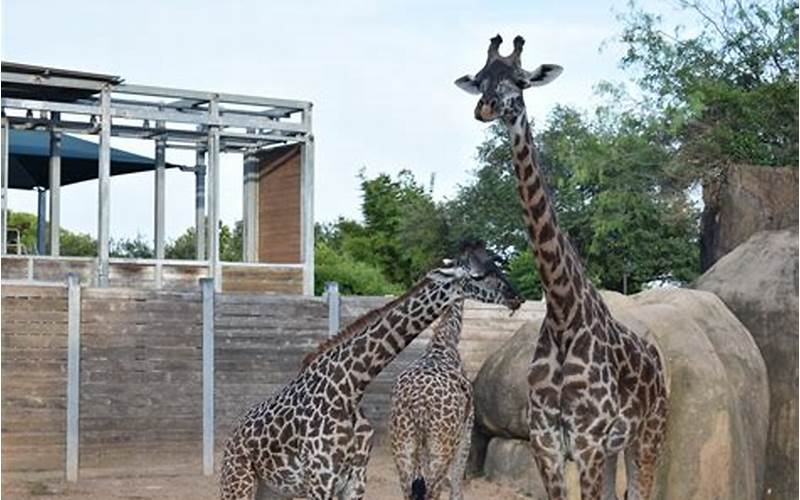 Houston Zoo