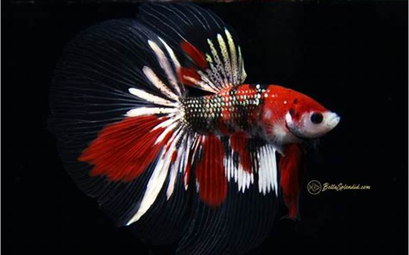 How To Care For A Koi Half Moon Betta