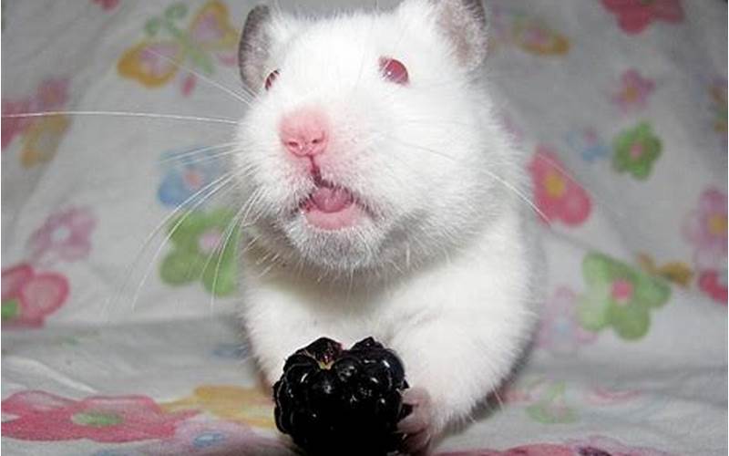 How To Feed Hamsters Blackberries