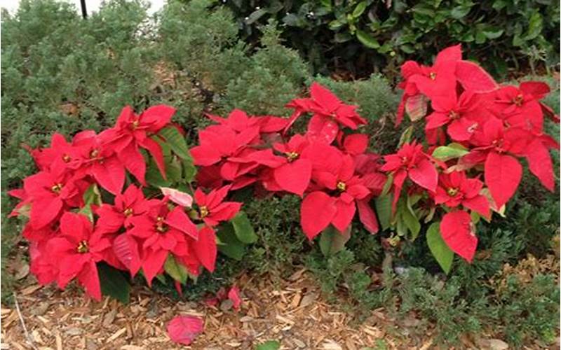 How To Plant Poinsettias In Florida