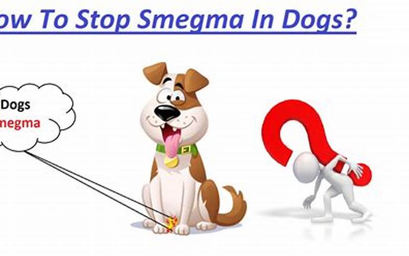 How To Stop Smegma In Dogs
