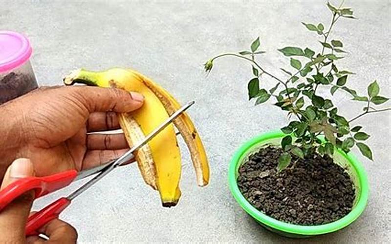 How To Use Banana Skins As Fertilizer