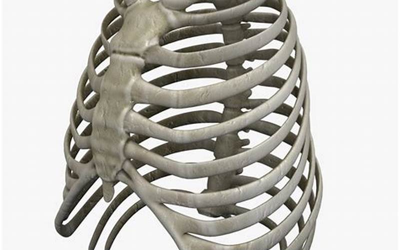 Rib Cage 3D Model: Understanding the Human Anatomy