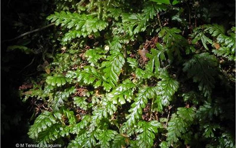 Hymenophyllum Dicranotrichum