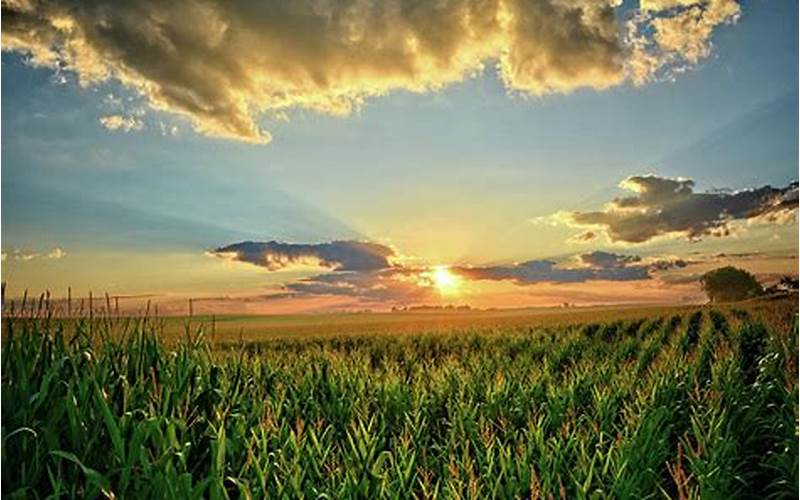 Iowa Corn Fields