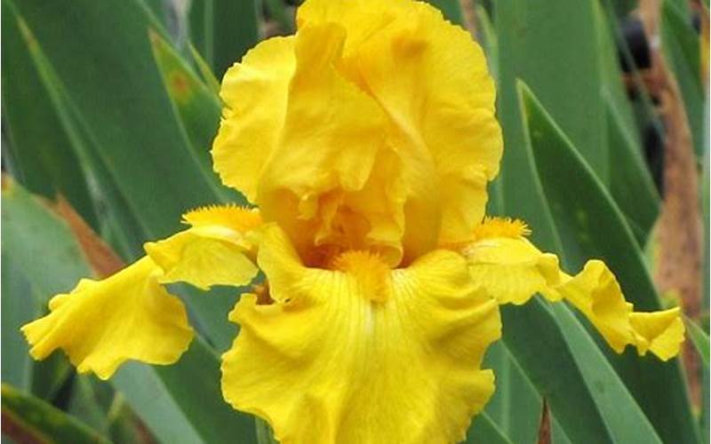 Iris Germanica Pure As Gold