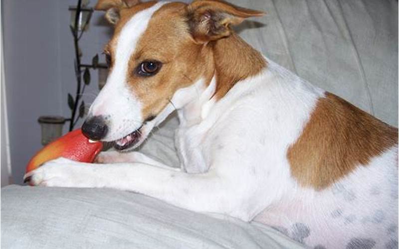 Is The Whippet Jack Russell Mix Right For You?