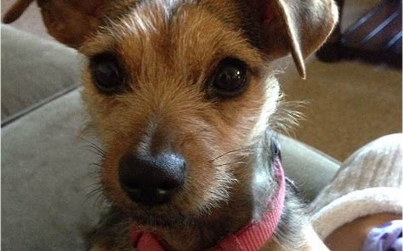 Jack Russell Min Pin Mix: The Adorable Crossbreed You Didn’t Know You Needed